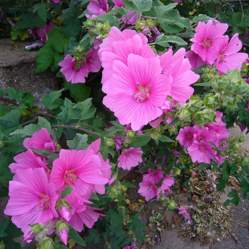 Lavatera clementii ‘Bredon Spings’ X3
