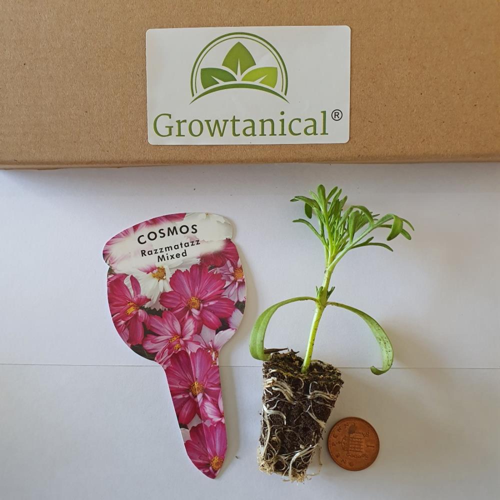 Cosmos Razzmatazz Cosmos 'Razzmatazz Mix' X5 – Growtanical
