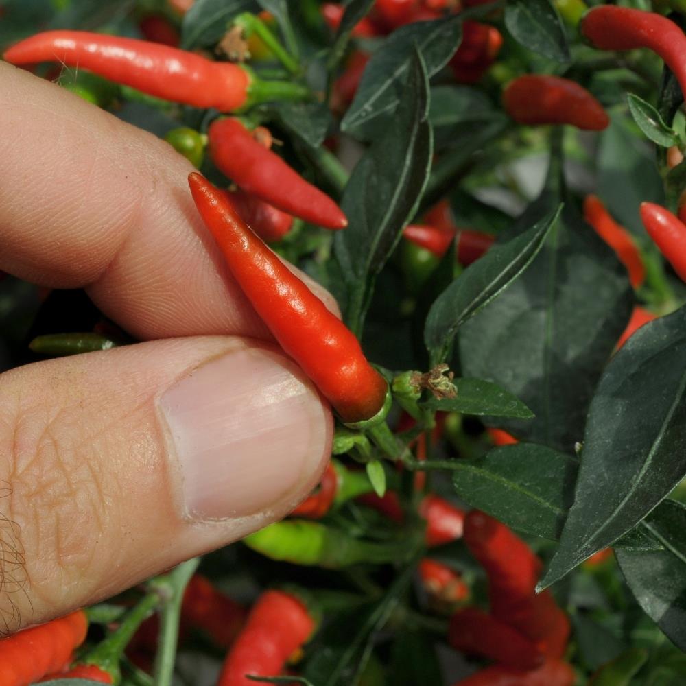 Demon Chilli Chilli Pepper 'Demon Red' X3 – Growtanical