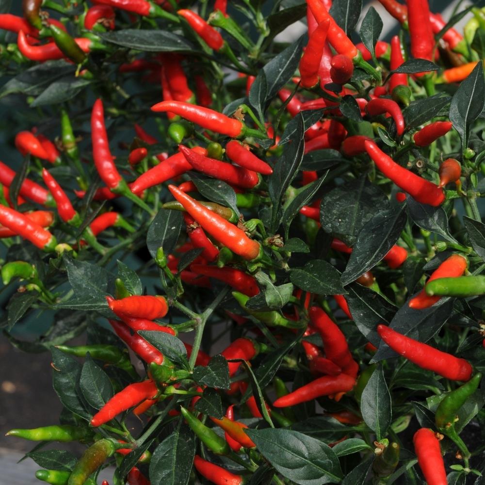 Demon Chilli Chilli Pepper 'Demon Red' X3 – Growtanical