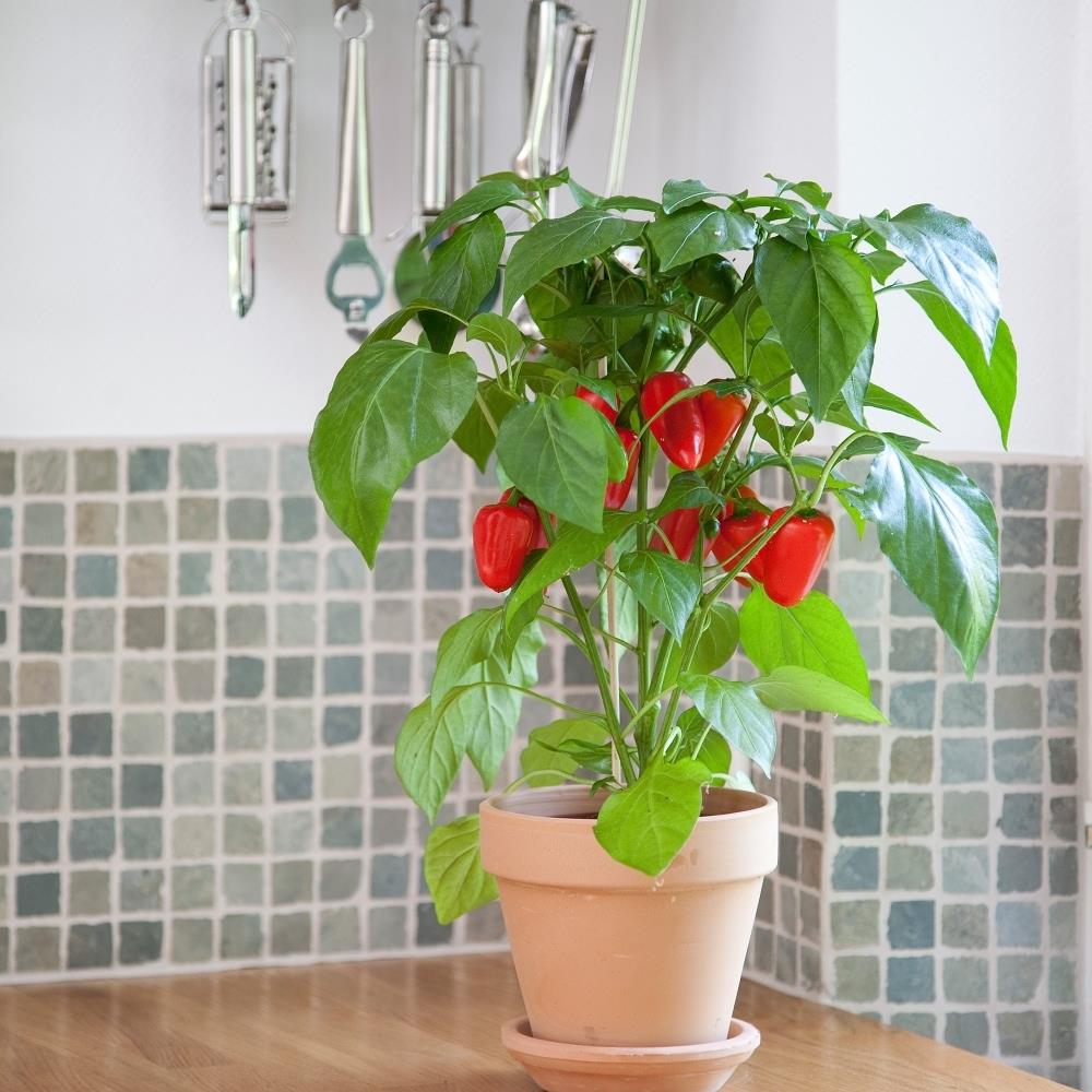 Sweet Pepper F1 'Snack RED' X3