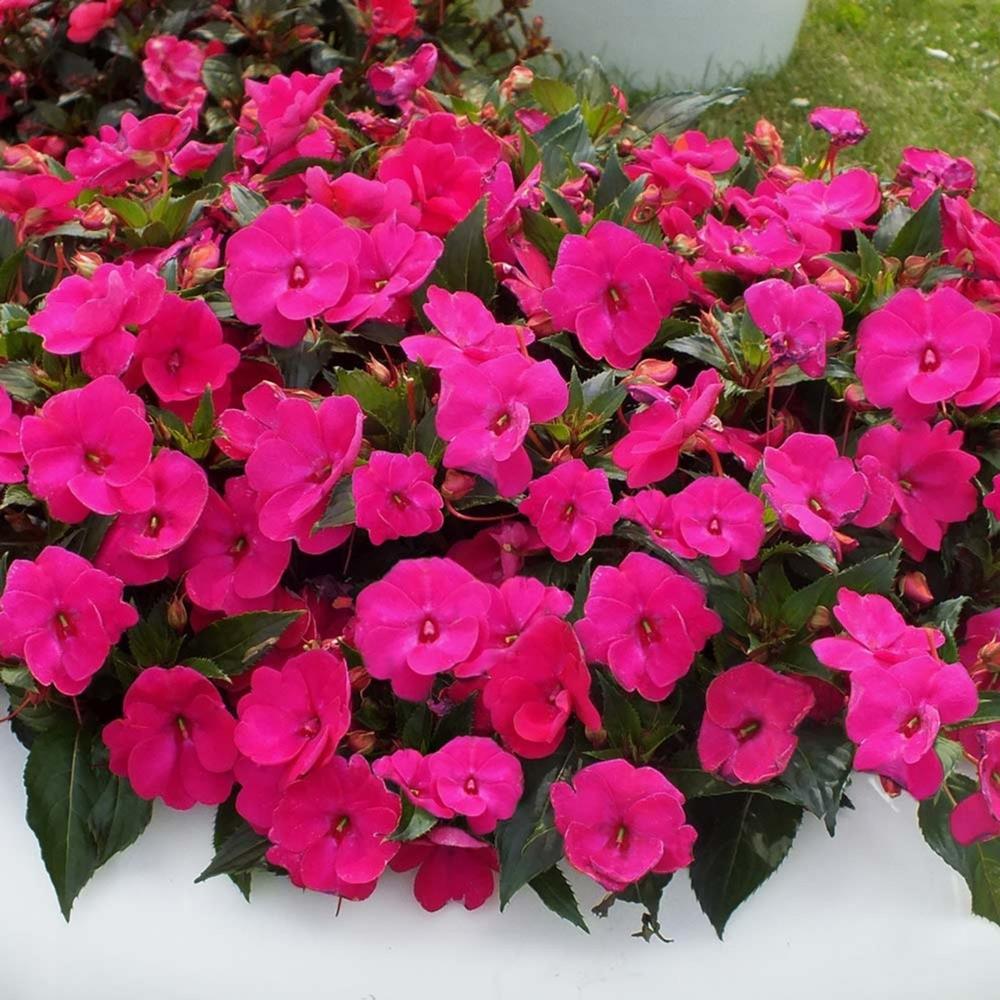 SunPatiens® Impatiens 'Vigorous Rose Pink' X3
