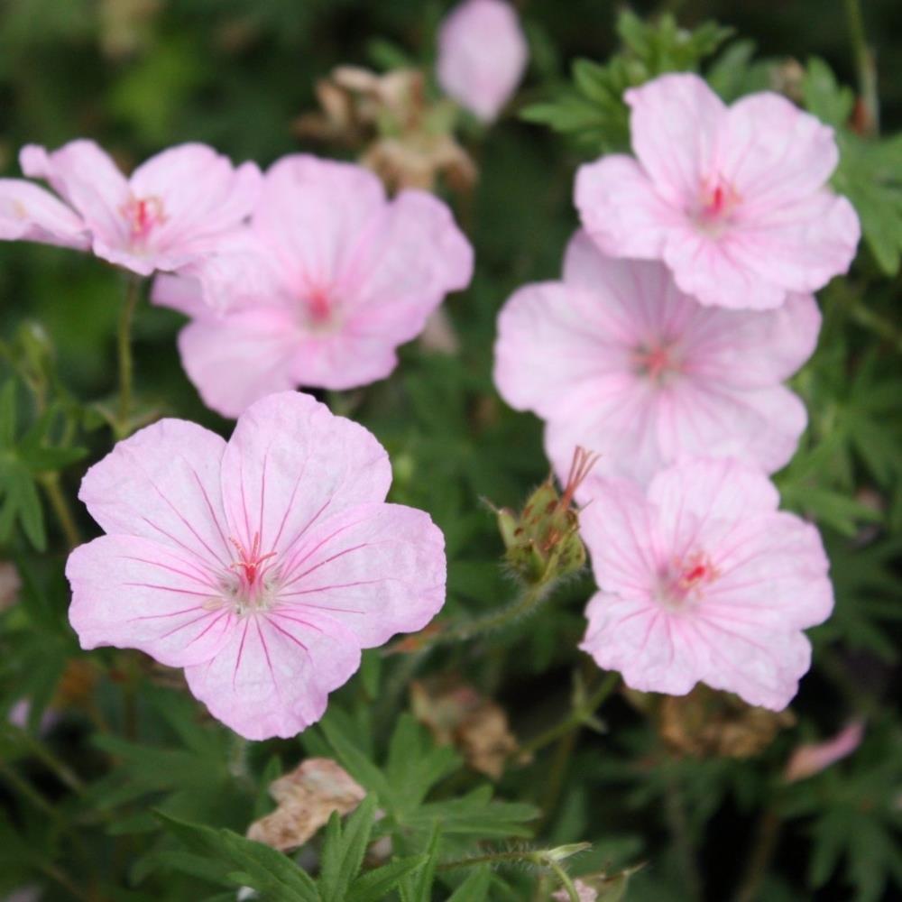Native Pink Geranium Geranium Sanguineum 'Vision Light Pink' X3 – Growtanical