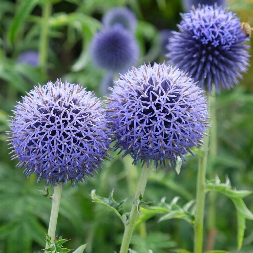 GLOBE THISTLE Flower 4lb (1814g) ORGANIC Dried Bulk Herb, Echinops selling Ritro Flos /Available qty from 2oz-4lbs/