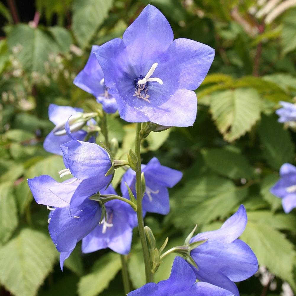 Campanula Fairy Bellflower Blue X6
