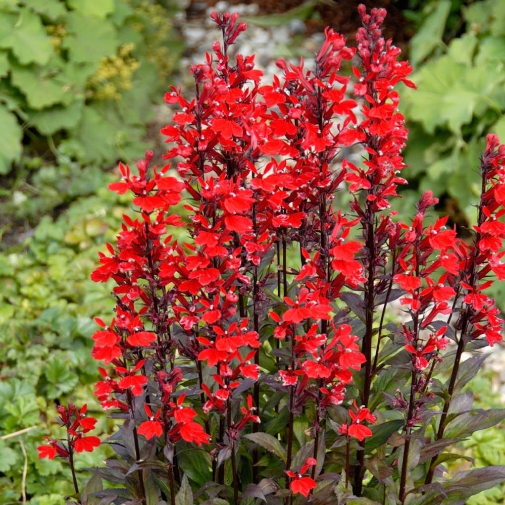 Lobelia Cardinal Flower 'Queen Victoria' X5