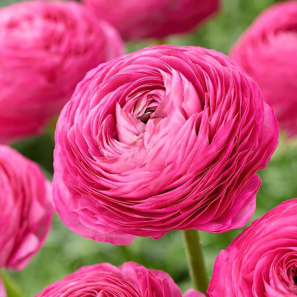 Pink Xl Ranunculus Ranunculus 'Pink' X25 – Growtanical