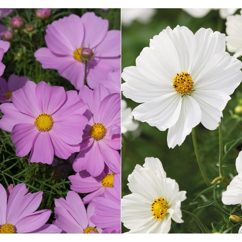 Cosmos Sonata 'Pink and White' X12