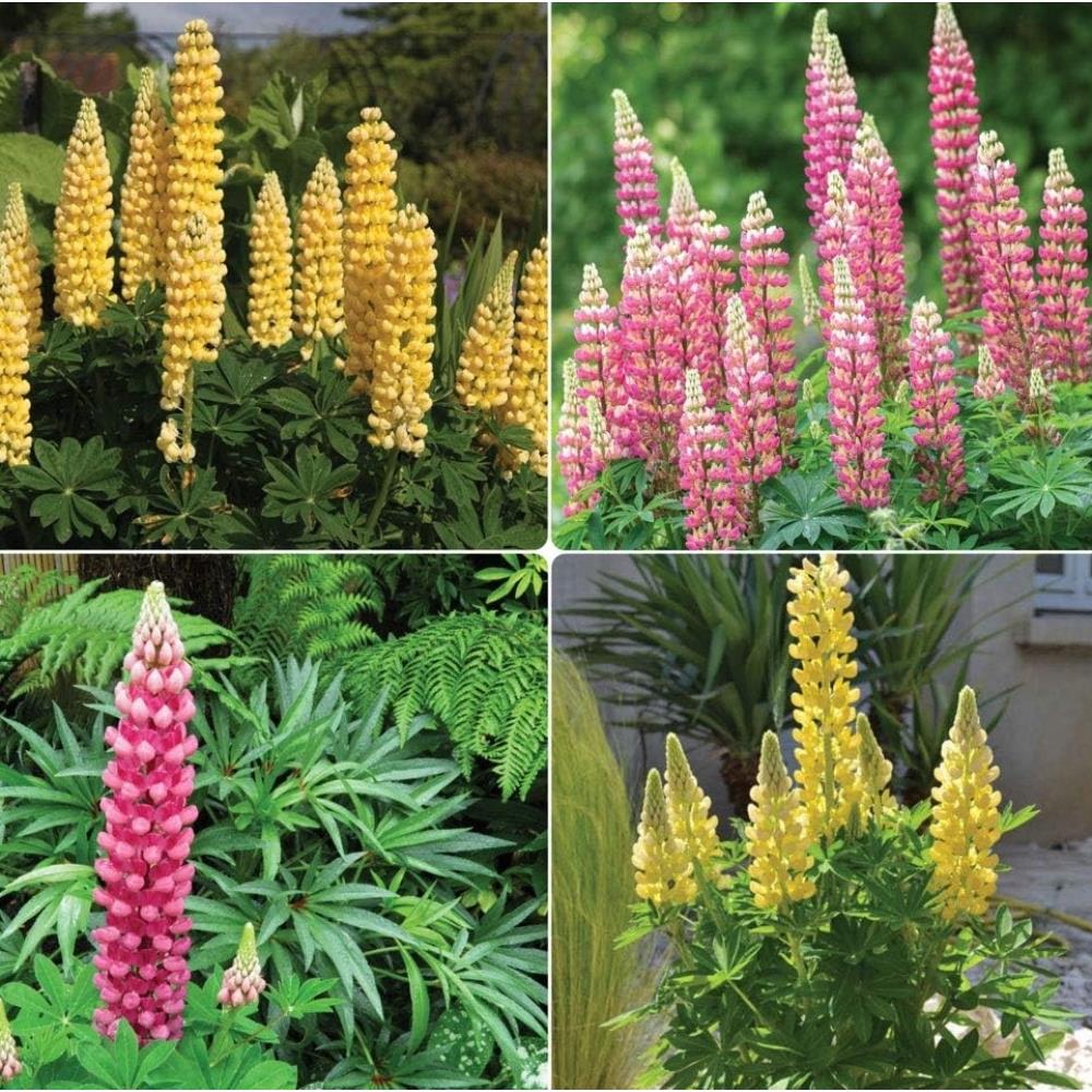 Lupin Legendary 'Pink and Yellow Mix' X6