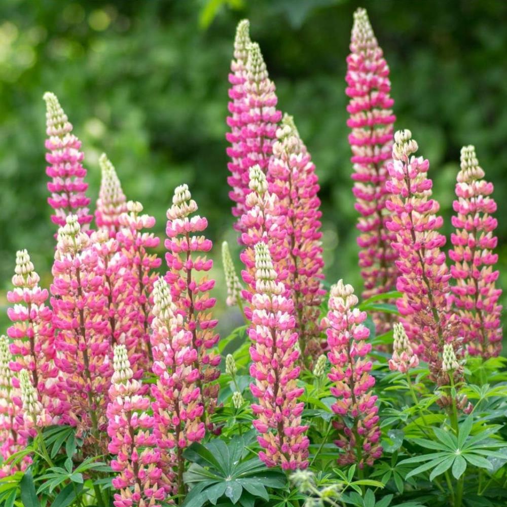 Lupin Legendary 'Pink and Yellow Mix' X6
