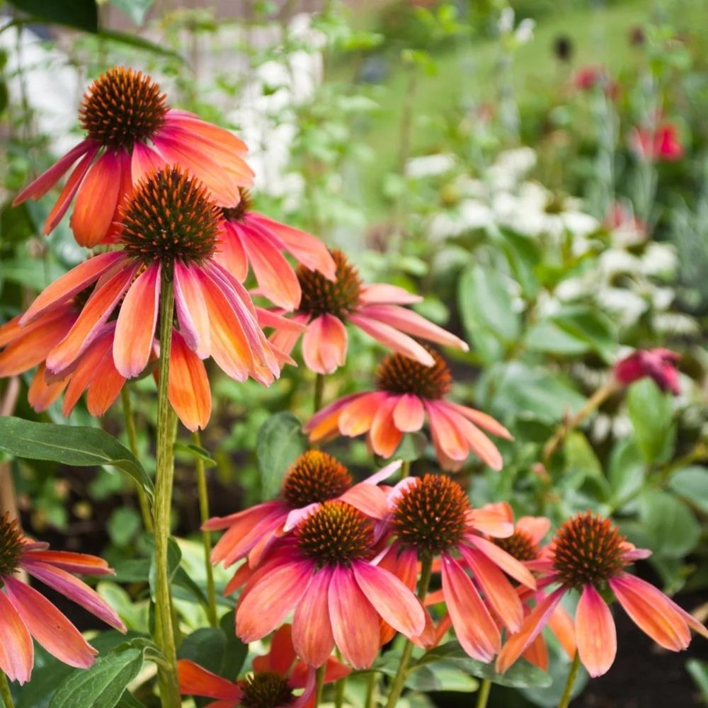 Echinacea 'Cheyenne Spirit' X 8 Bare Root