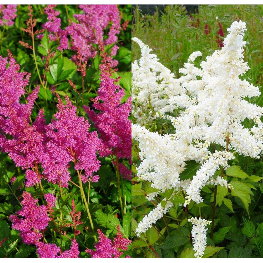 Astilbe Astary Rose and White mix X 6