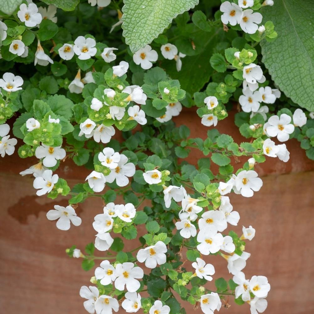Bacopa White and Blue Mix X6