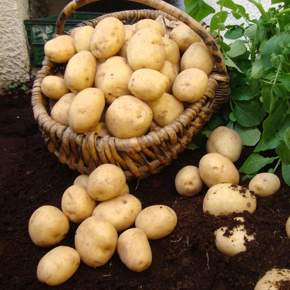 Seed Potato 'Swift'