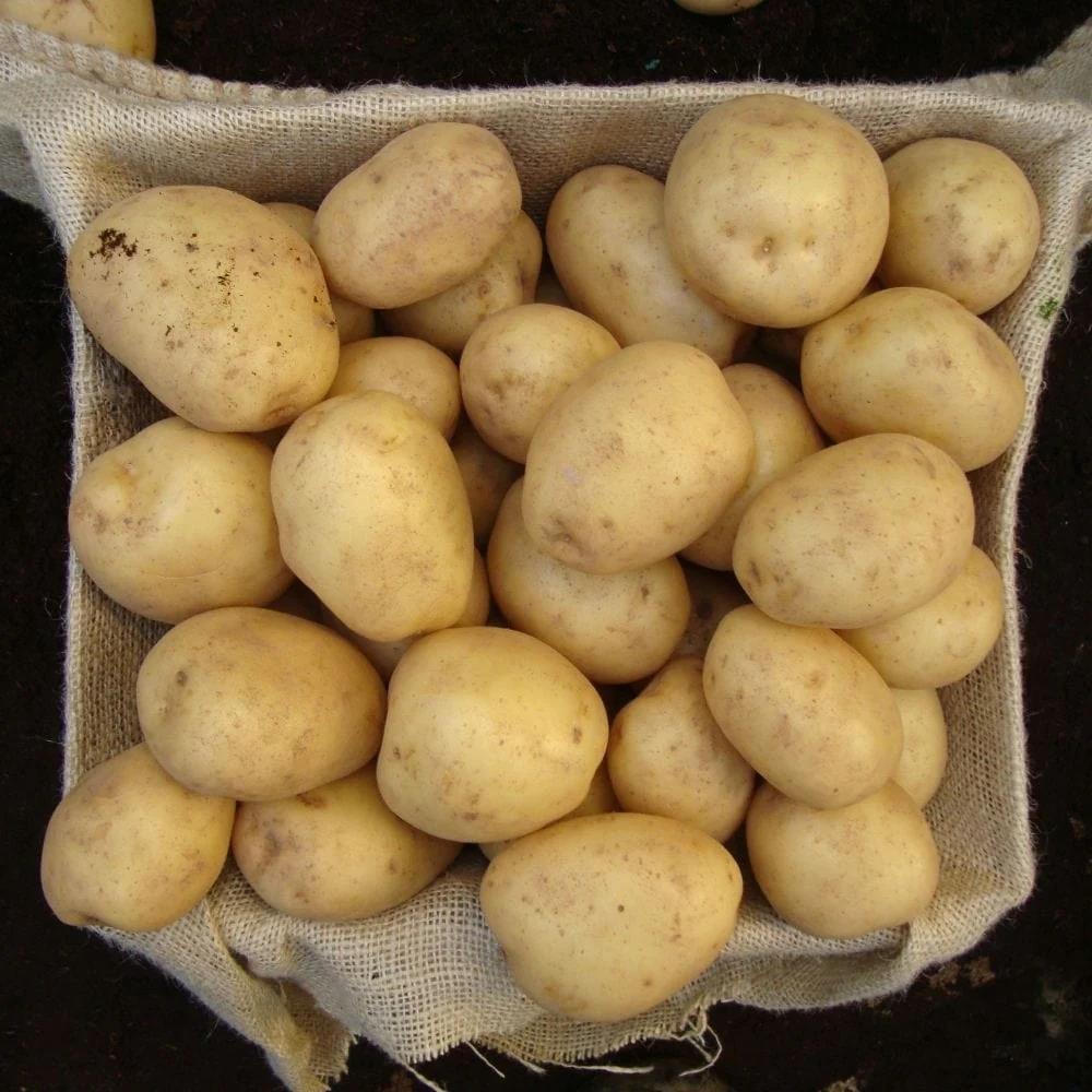 Seed Potato 'Swift'