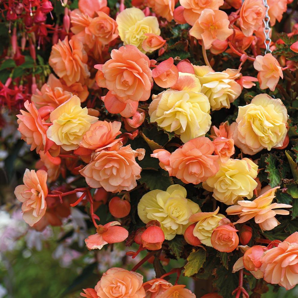 Begonia Peach 'Fragrant Falls®' X3