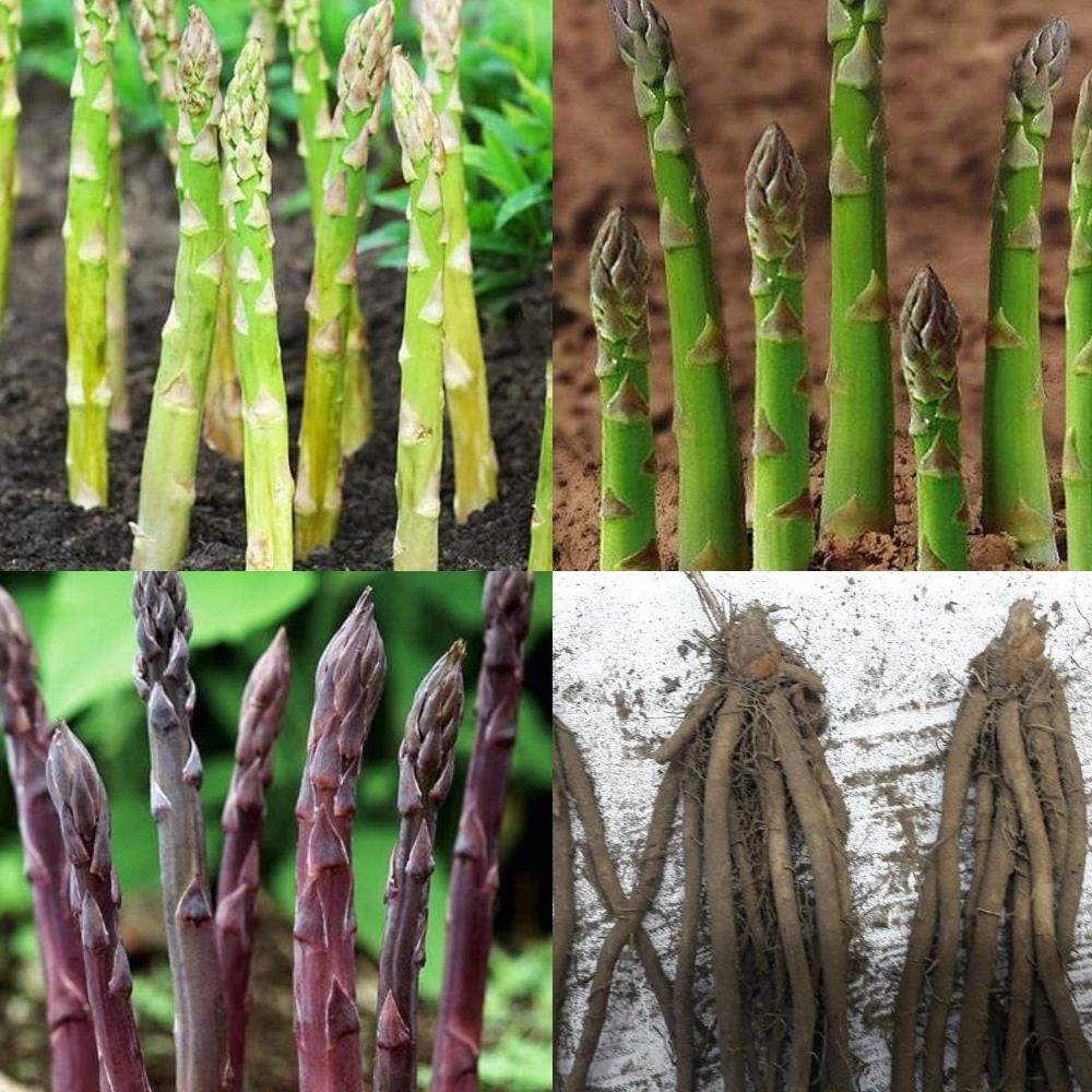 Asparagus Crowns Mixed Varieties Bare Root