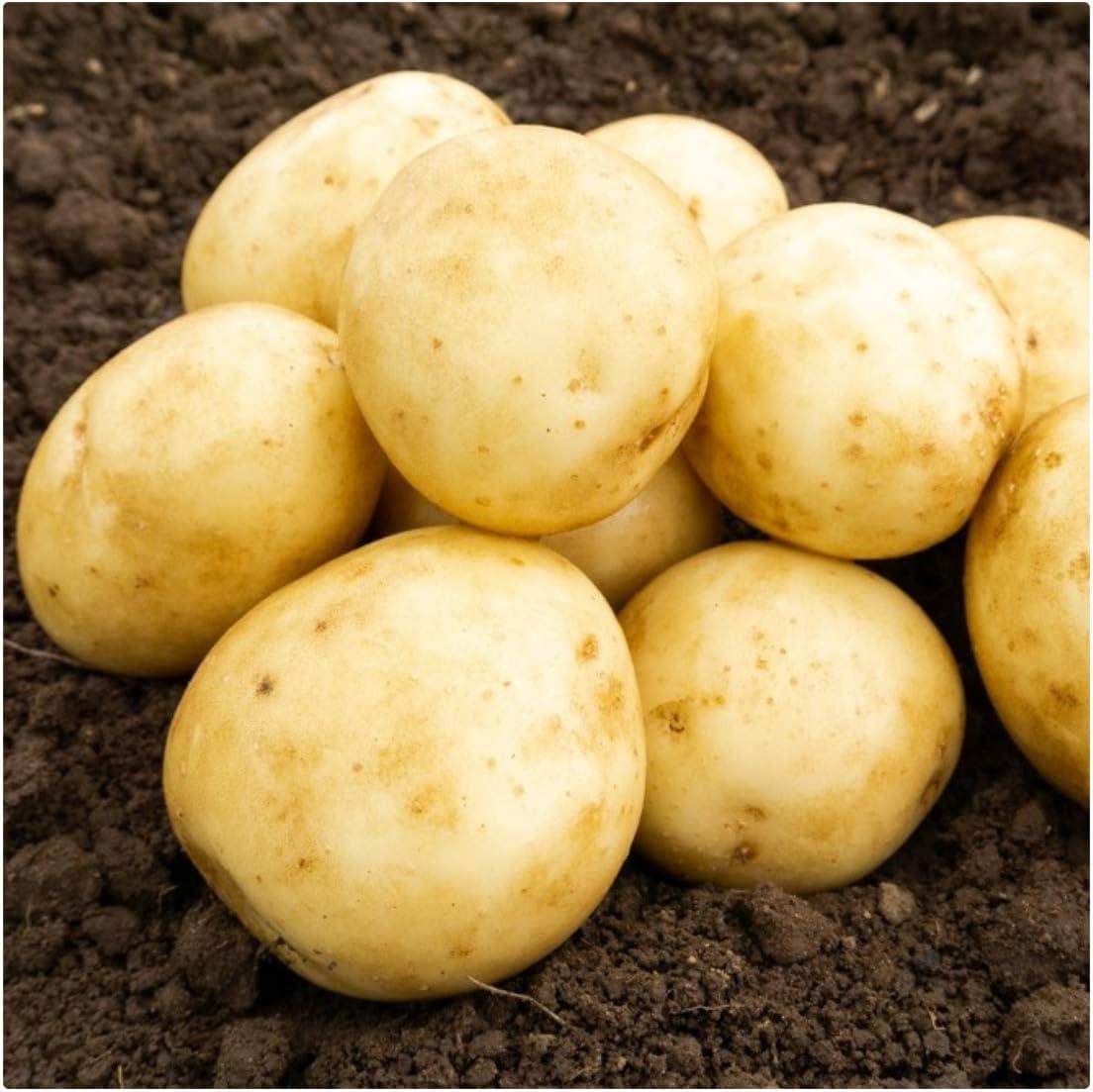 Seed Potato 'Saxon'