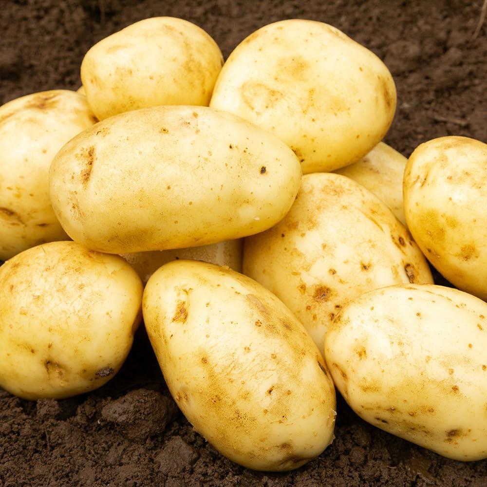 Seed Potato 'Maris Piper'