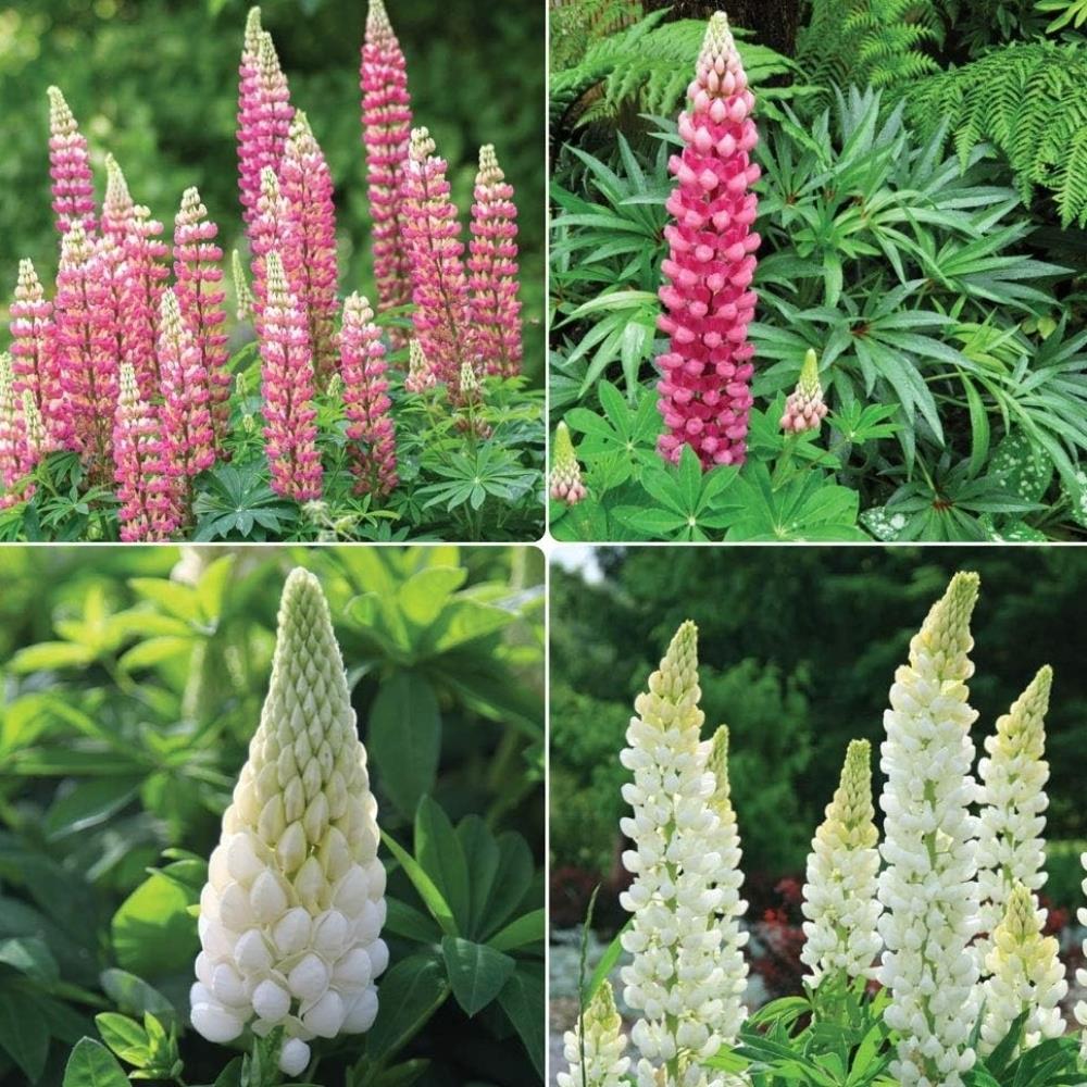 Lupin Legendary 'Pink and White Mix' X6