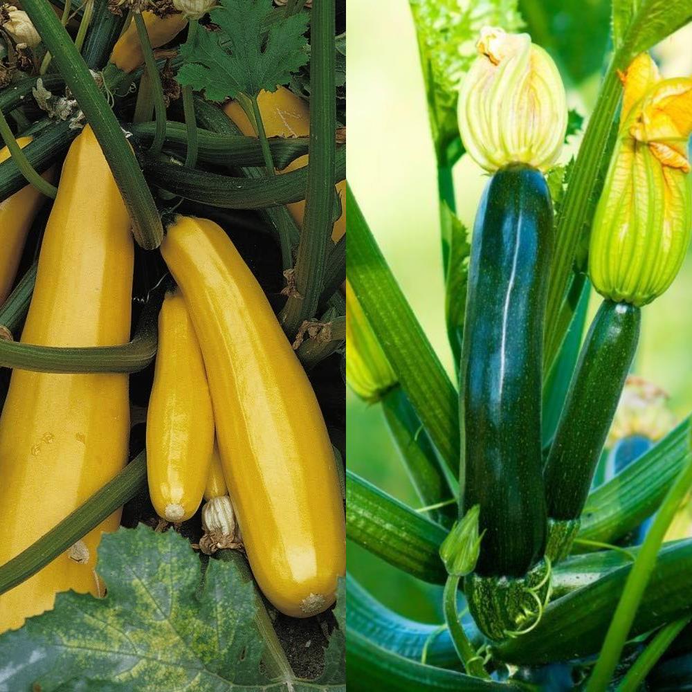 Courgette 'Yellow and Green' Mix X2