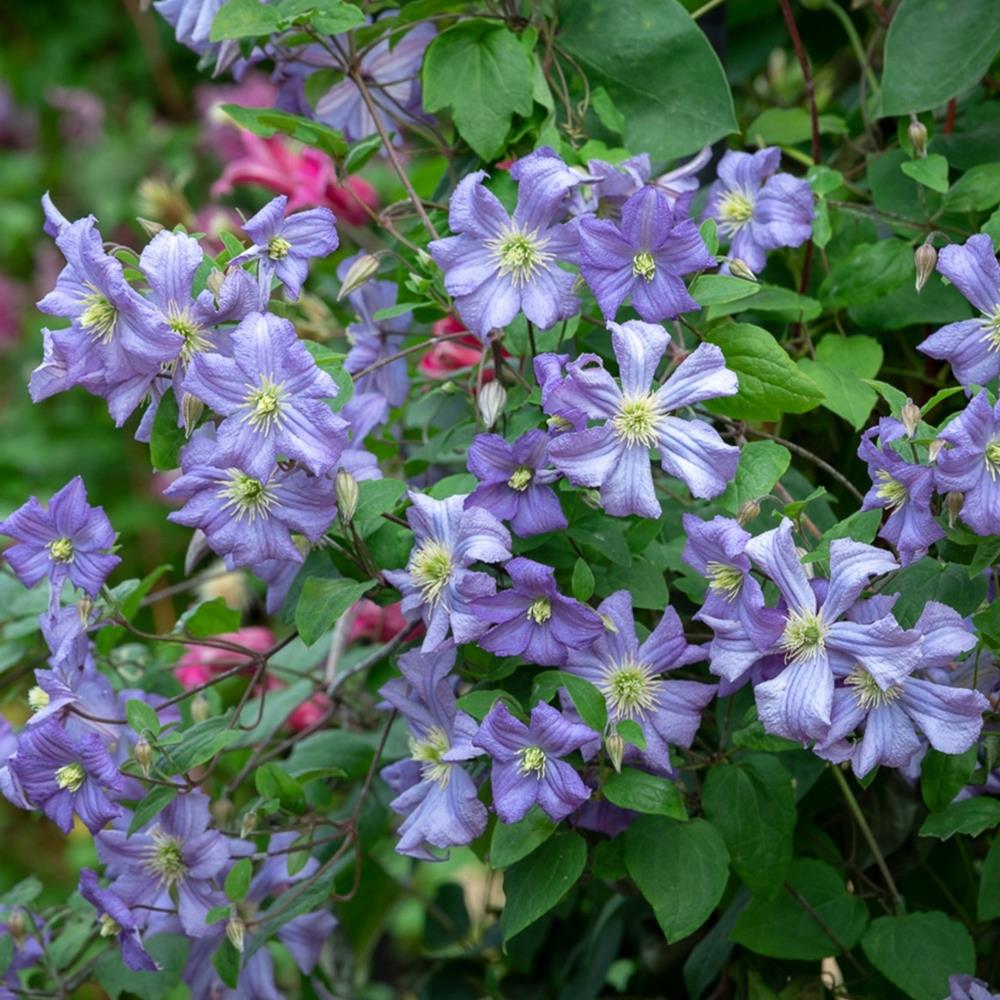Clematis 'Prince Charles' X3