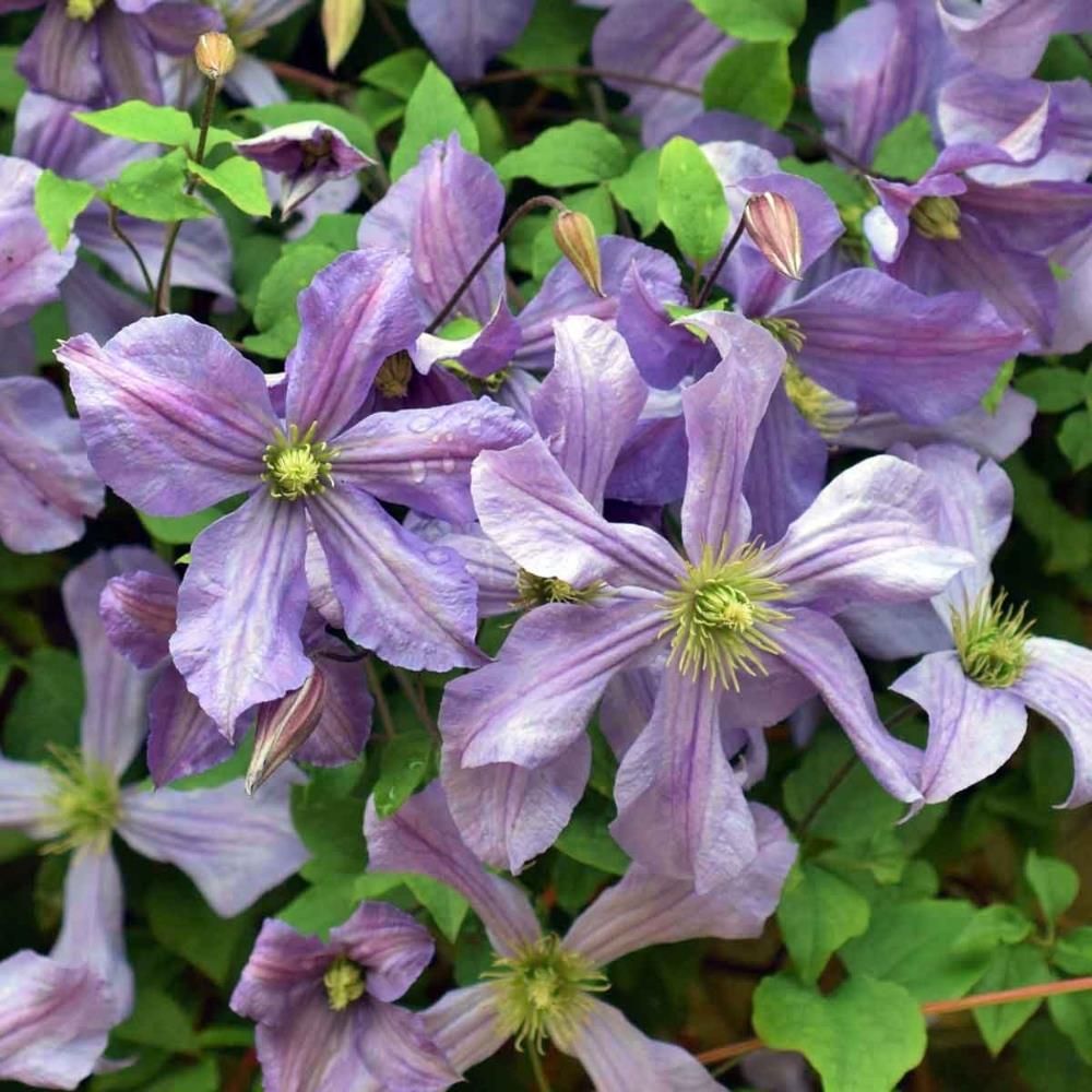 Clematis 'Prince Charles' X3