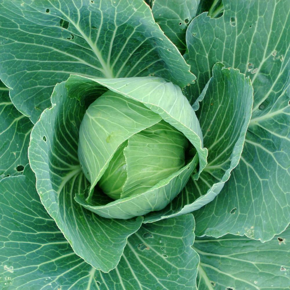 Cabbage Pointed 'Greyhound' X12