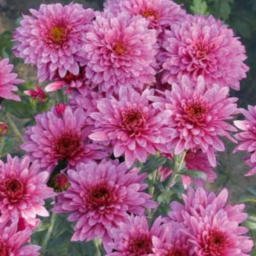 Chrysanthemum Dendranthema 'Gompie Purple' X6