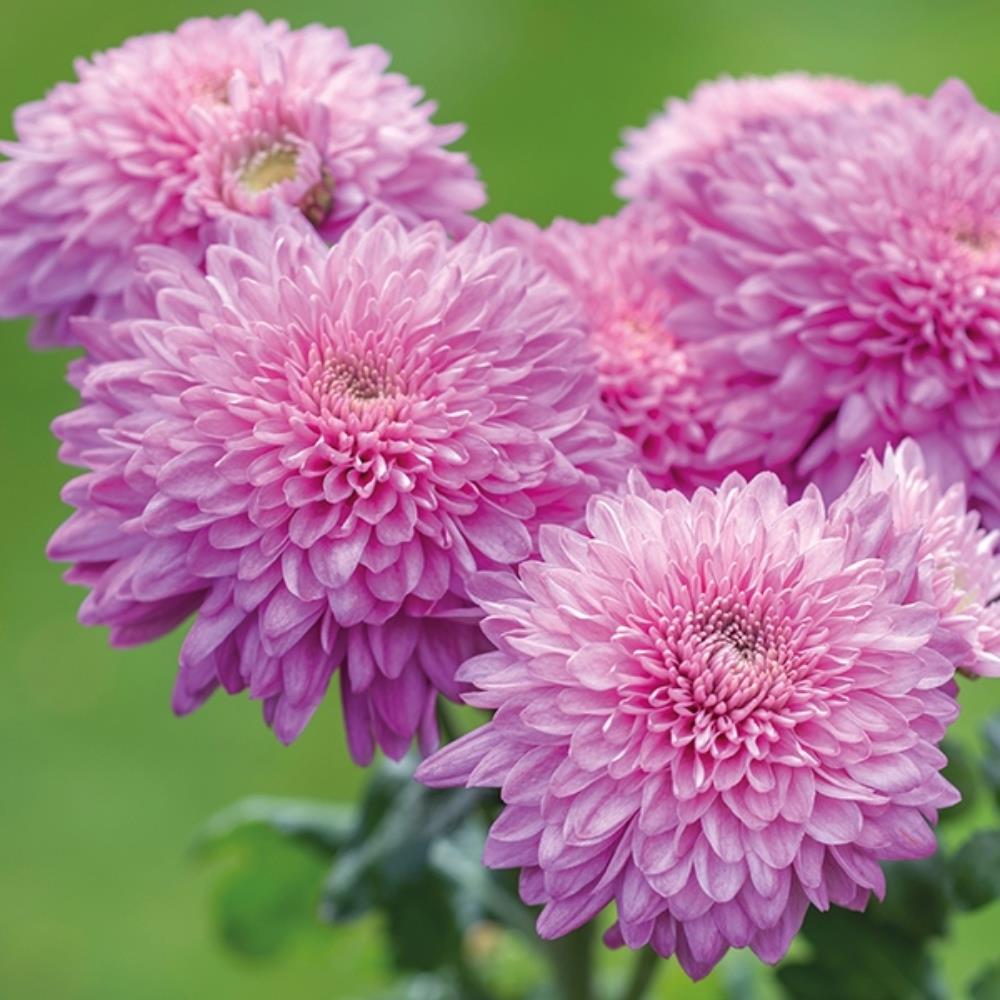 Chrysanthemum Dendranthema 'Gompie Purple' X6