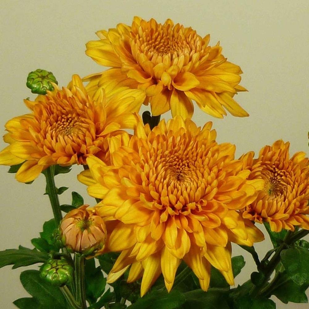 Chrysanthemum Dendranthema 'Gompie Bronze' X6