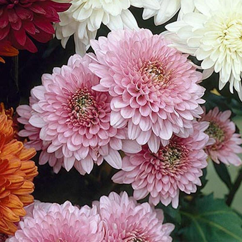 Chrysanthemum Dendranthema 'Gompie Rose' X6