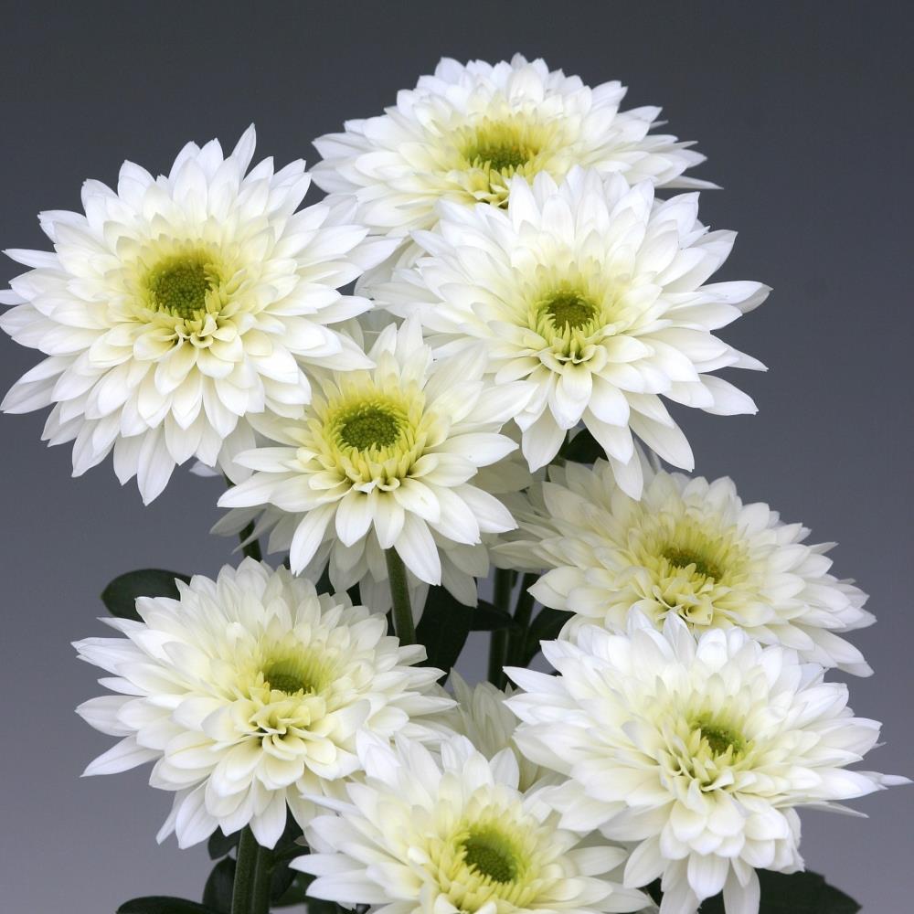 Chrysanthemum Dendranthema 'Gompie White' X6
