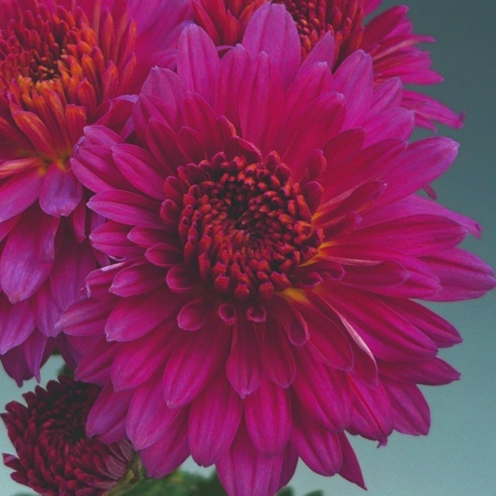 Chrysanthemum Dendranthema 'Payton Dale Purple' X6