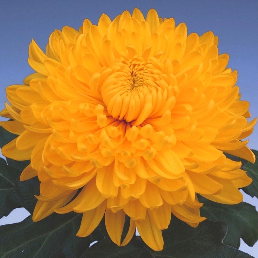 Chrysanthemum Dendranthema 'Golden Alex Bedster' X6