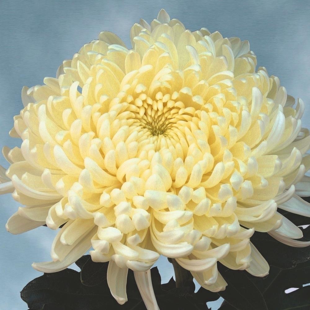 Chrysanthemum Dendranthema 'Early Ja Dank White' X6