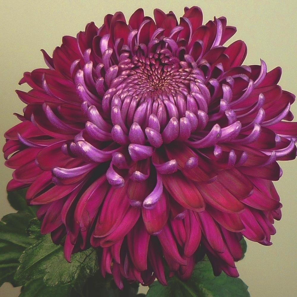 Chrysanthemum 'Regal Mist Purple' X6