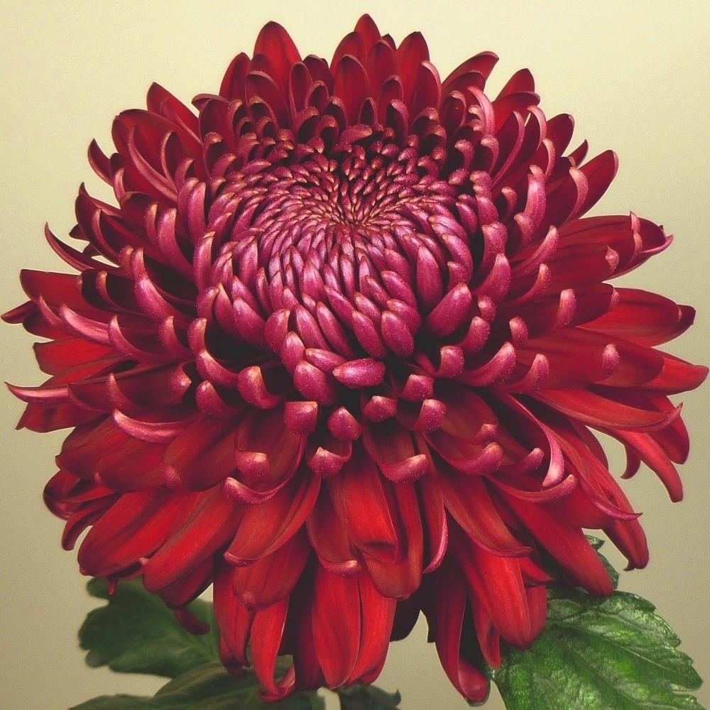 Chrysanthemum Dendranthema 'Regal Mist Red' X6