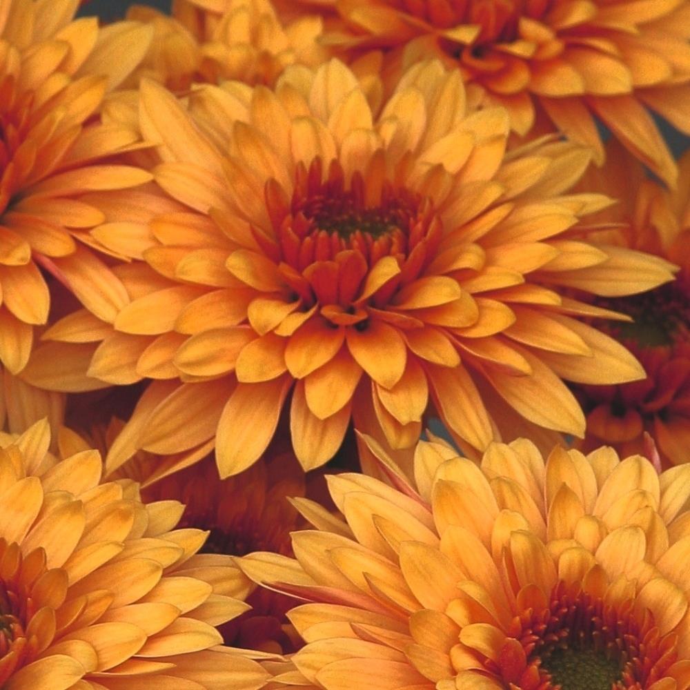 Chrysanthemum Dendranthema 'Beppie Bronze' X6