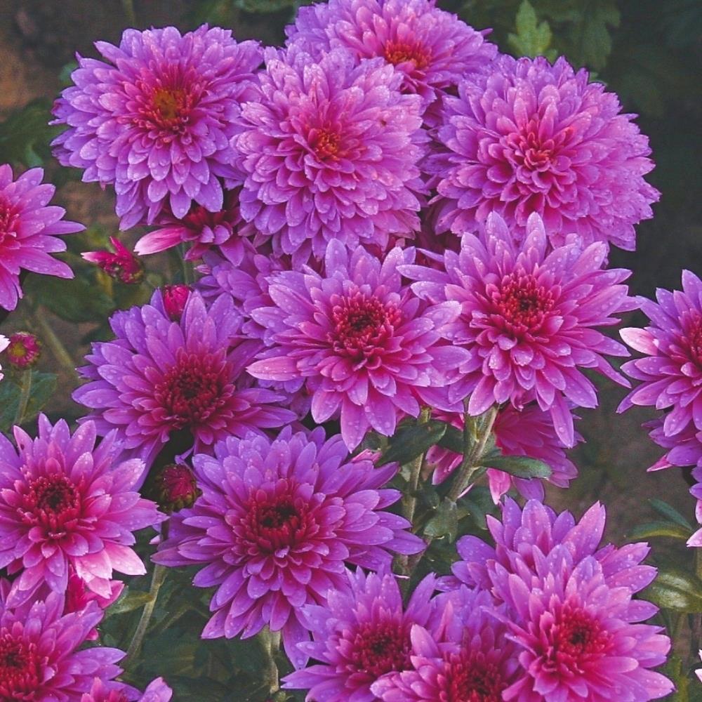 Chrysanthemum Dendranthema 'Beppie Purple' X6