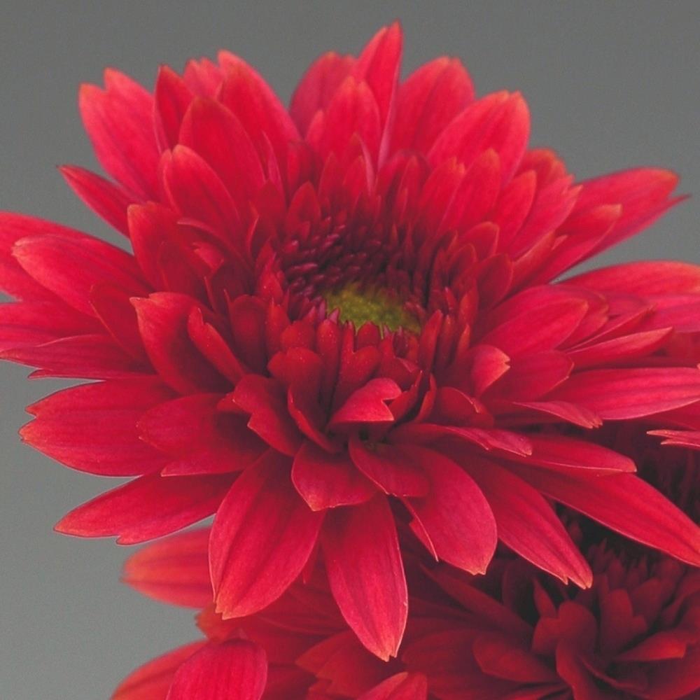 Chrysanthemum Dendranthema 'Beppie Red' X6