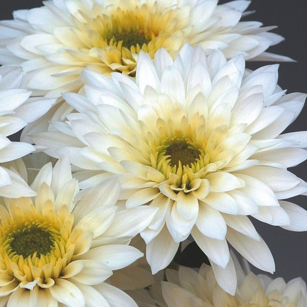 Chrysanthemum Dendranthema 'Beppie White' X6
