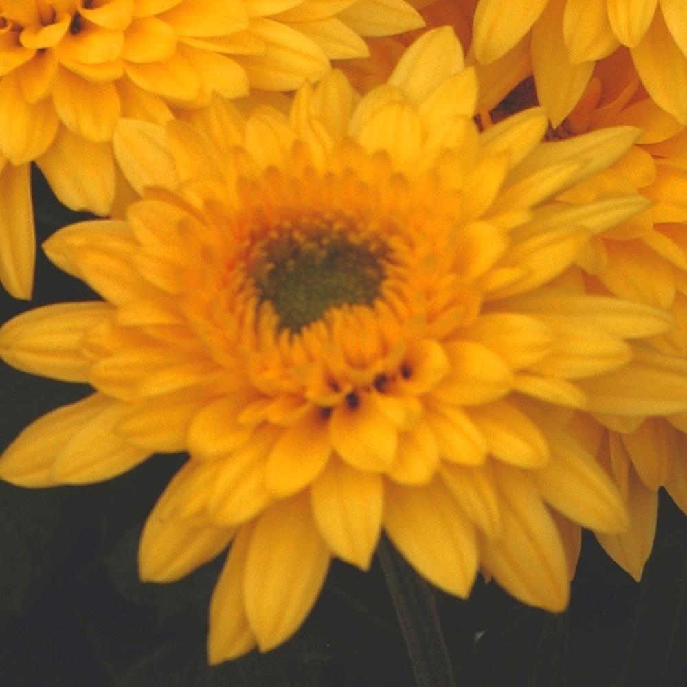 Chrysanthemum Dendranthema 'Beppie Yellow' X6