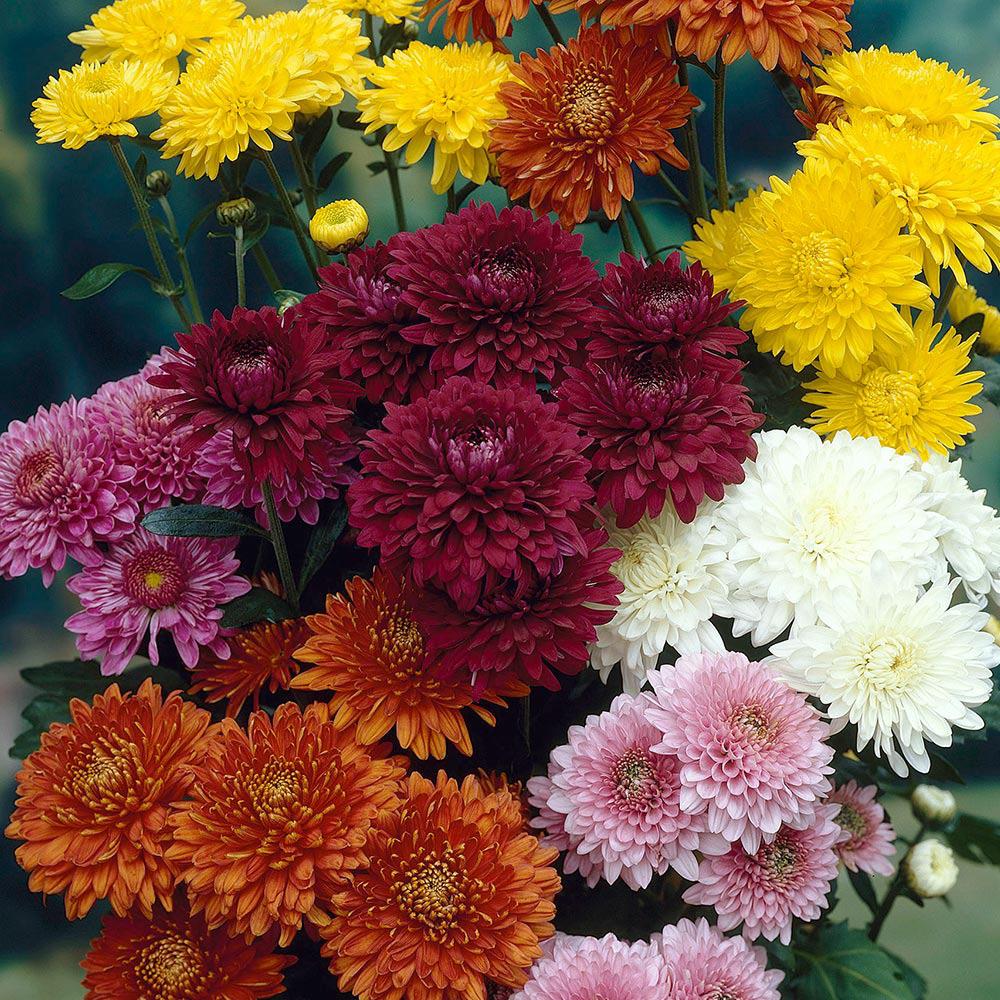 Chrysanthemum Dendranthema 'Early Spray Mix' Gompie X6