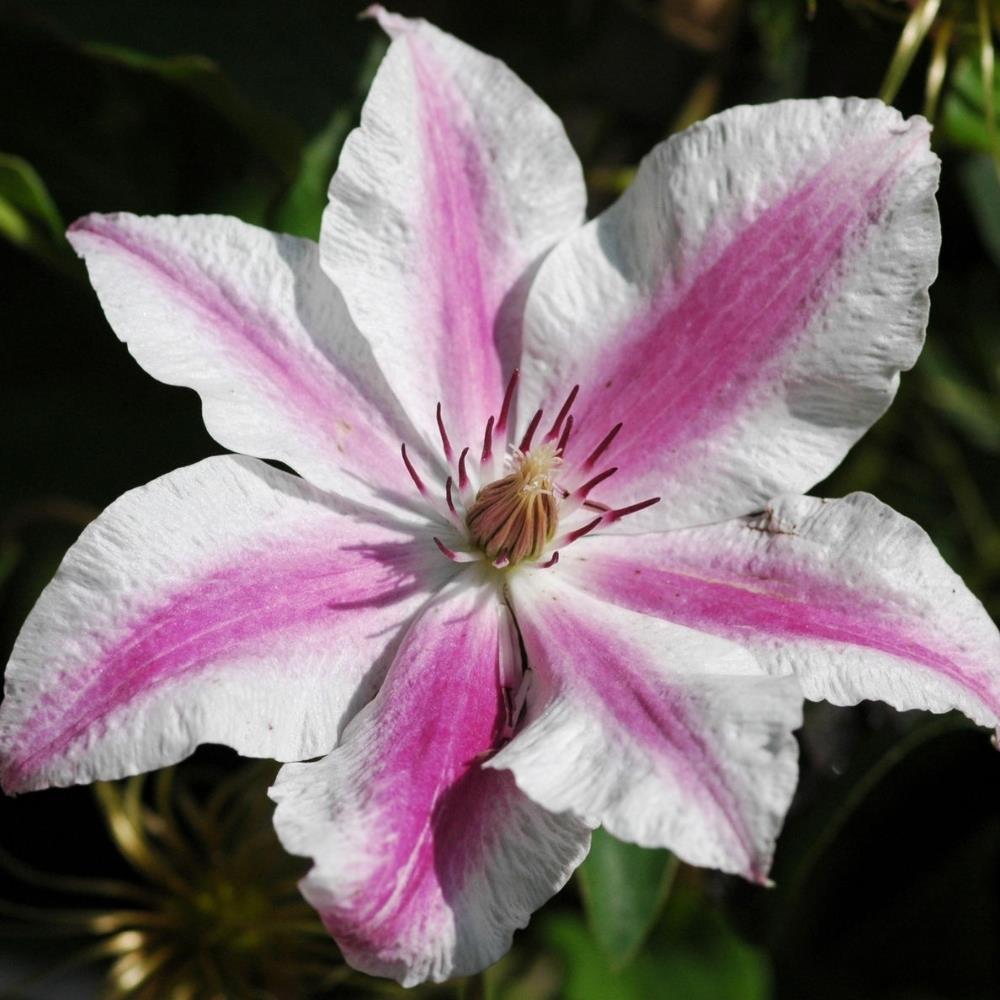 Clematis Hybrid 'Carnaby' X3