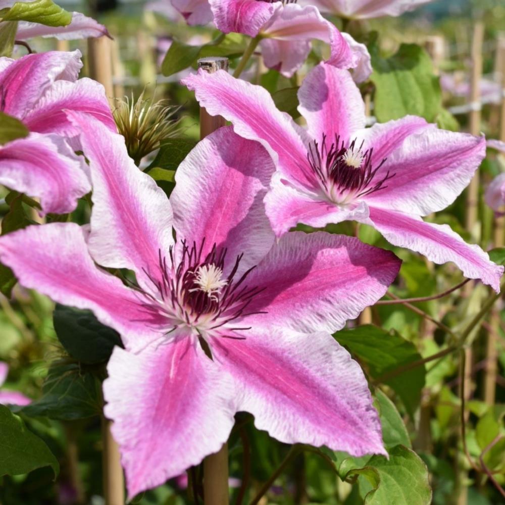 Clematis Hybrid 'Carnaby' X3