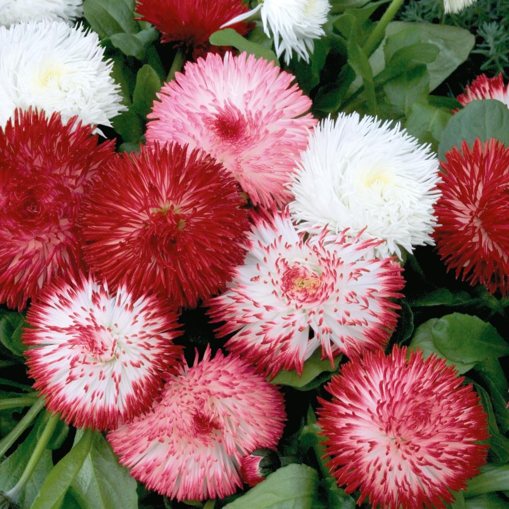 Bellis Perennis 'Habanera Mix' X12