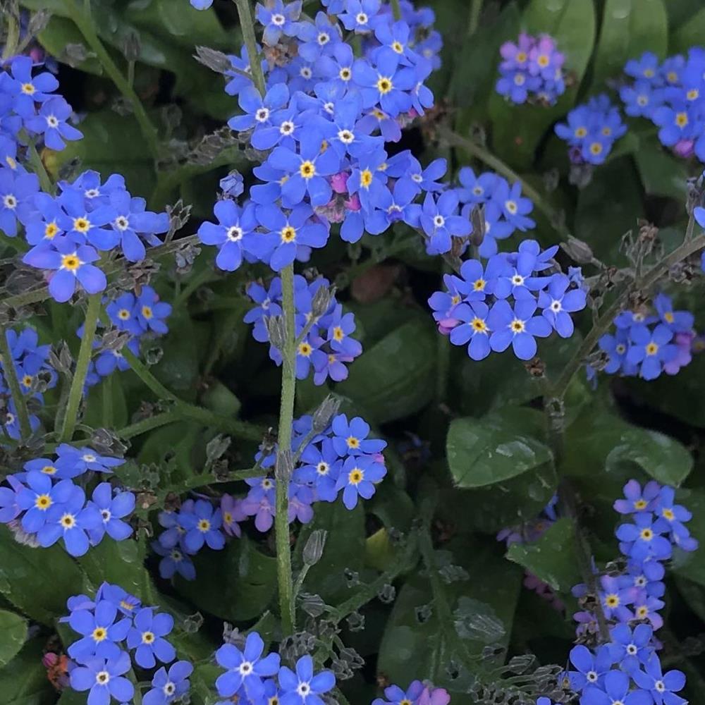 Myosotis sylvatica 'Sylvia Blue Forget me not' X12