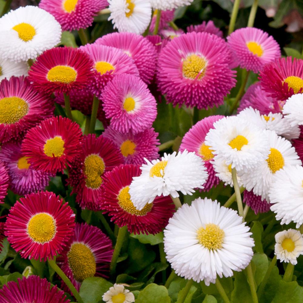 Bellis Perennis 'Medicis Mix' X12