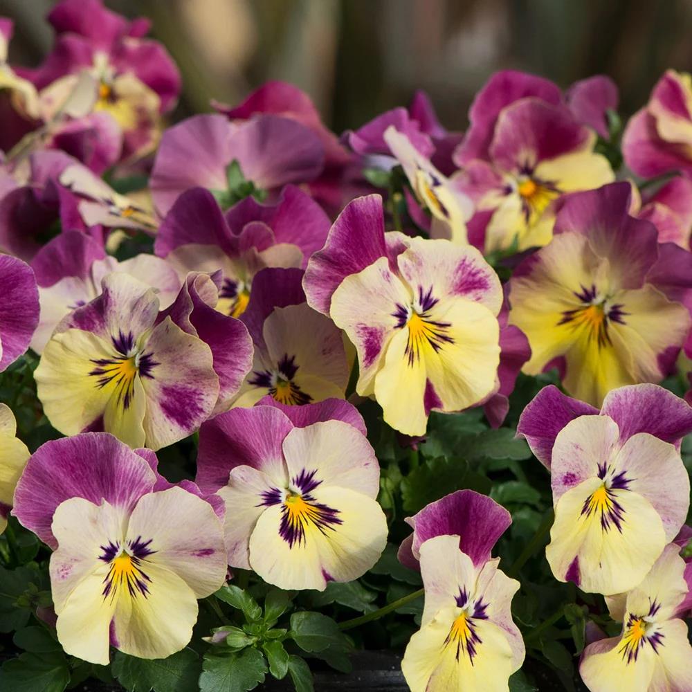 Pansy Cool Wave 'Raspberry Swirl Mix' X6